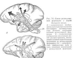Функции ретикулярной формации ствола мозга Роль ретикулярной формации мозга восприятия информации