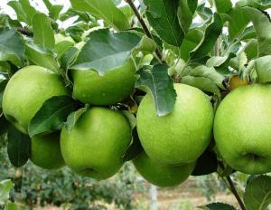 Описание и выращивание сорта яблони гренни смит Гренни смит сорт яблок описание