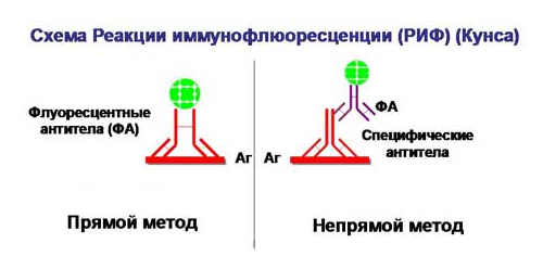 Риф это микробиология. Реакция иммунофлюоресценции (риф) (метод Кунса). Схема реакции иммунофлюоресценции прямой и непрямой. Реакция непрямой иммунофлюоресценции схема. Прямой метод флюоресцирующих антител.